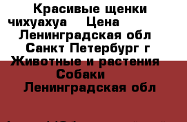 Красивые щенки чихуахуа  › Цена ­ 10 000 - Ленинградская обл., Санкт-Петербург г. Животные и растения » Собаки   . Ленинградская обл.